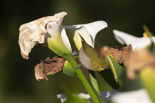 iNaturalist image