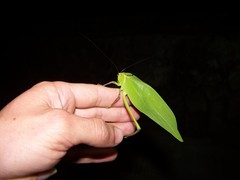 Stilpnochlora quadrata