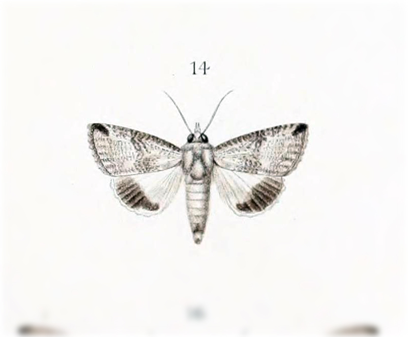 Hypocala holcona