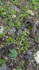Muscari inconstrictum