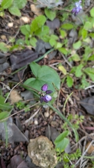 Ruslan Salimgareev, CC BY, iNaturalist via GBIF Muscari inconstrictum, photograph Ruslan Salimgareev, CC BY, iNaturalist via GBIF