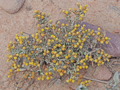 Helichrysum cylindriflorum