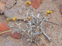 Helichrysum cylindriflorum