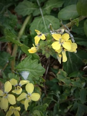 Enarthrocarpus arcuatus