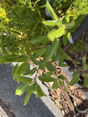 Cinnamomum camphora