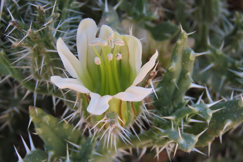 White Nectarcup (Codon royenii)