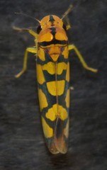 Pawiloma multilunatula