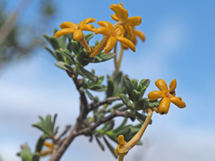 Lasiosiphon deserticola