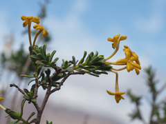 Lasiosiphon deserticola