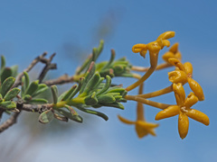 Lasiosiphon deserticola