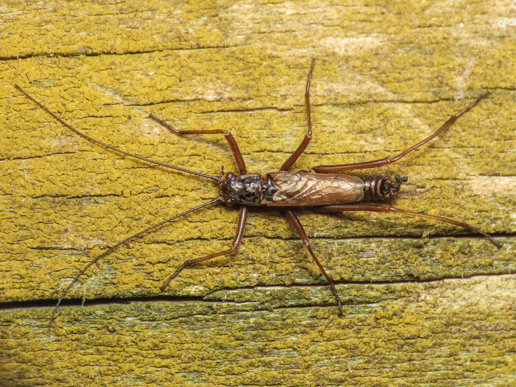 Taeniopteryx mercuryi