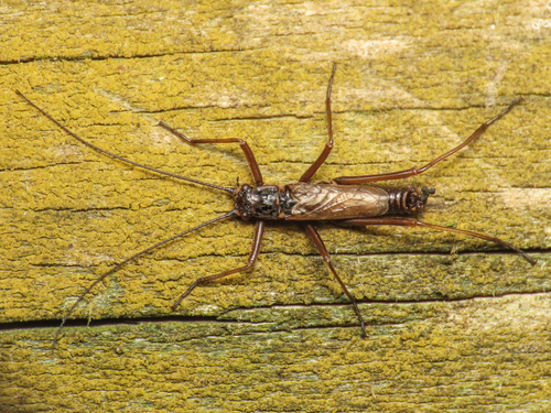 Taeniopteryx mercuryi