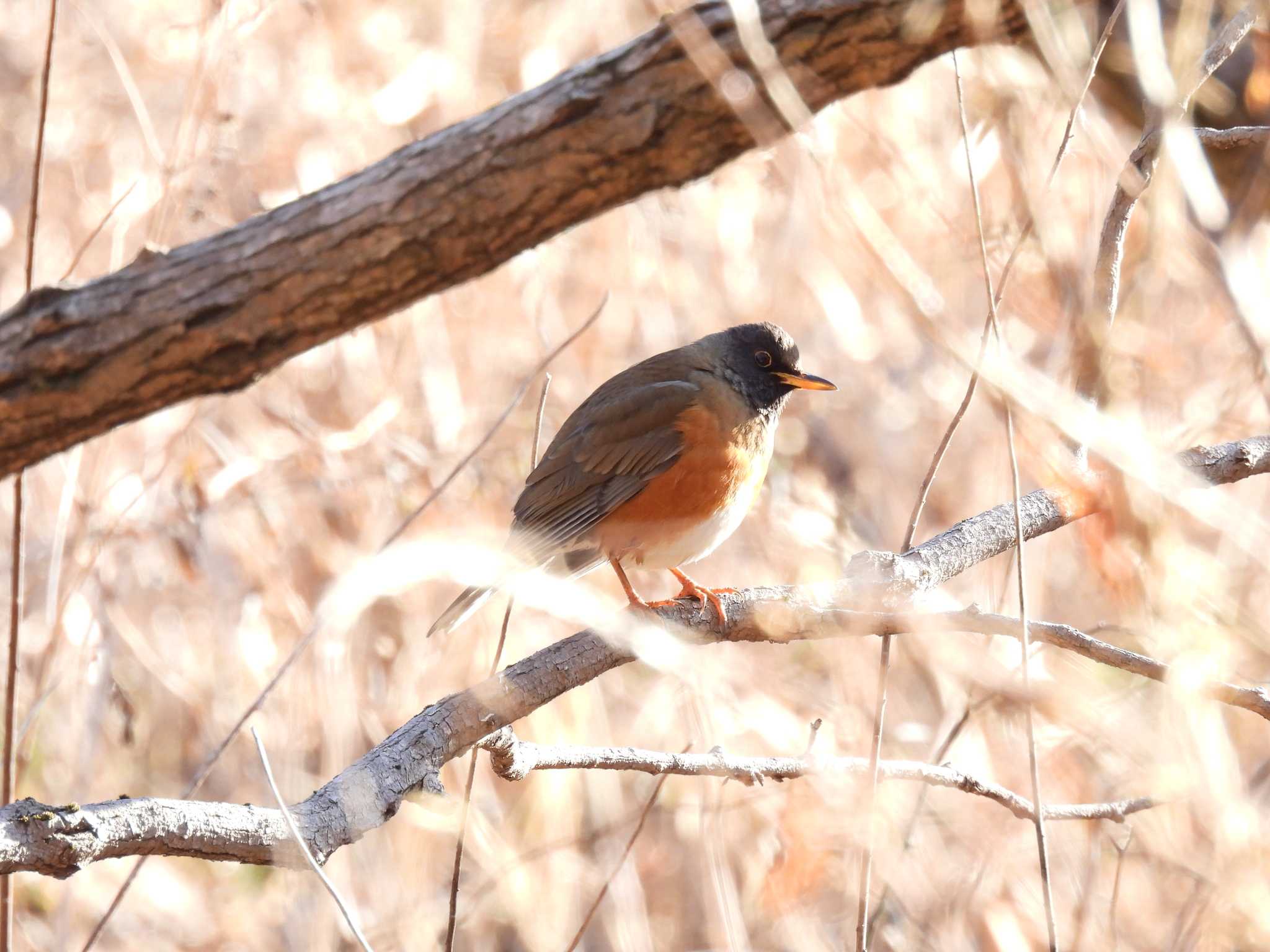 Brown-headed Thrush (Turdus chrysolaus), photo 2