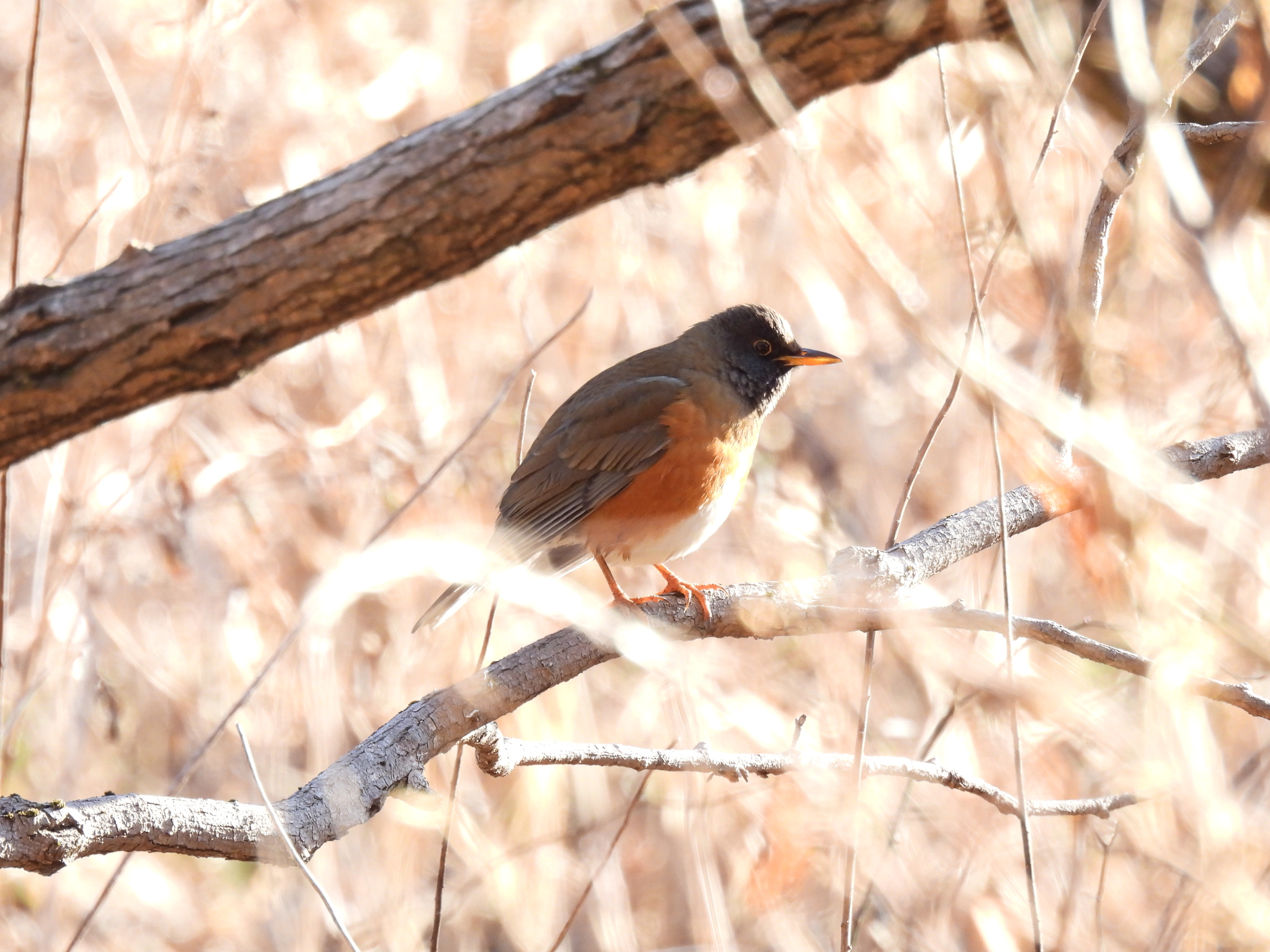 Brown-headed Thrush (Turdus chrysolaus), photo 3