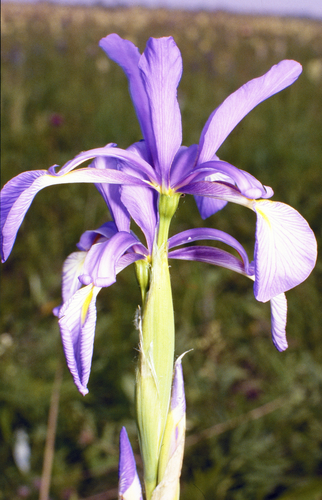 Blue Iris (Iris spuria)