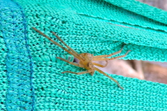 Curicaberis culiacan