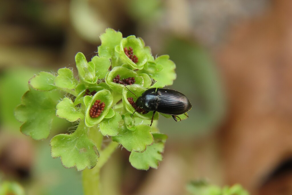 Sun Bee Insect Sun Beetles in April 2021 by t_natsume · iNaturalist