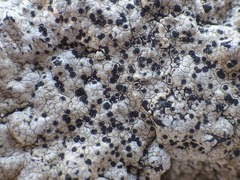 Buellia subdisciformis