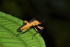 Laminiceps