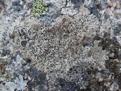 Buellia subdisciformis