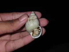 Amphidromus palaceus