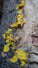 Mycetozoa