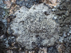 Buellia subdisciformis