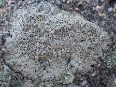 Buellia subdisciformis