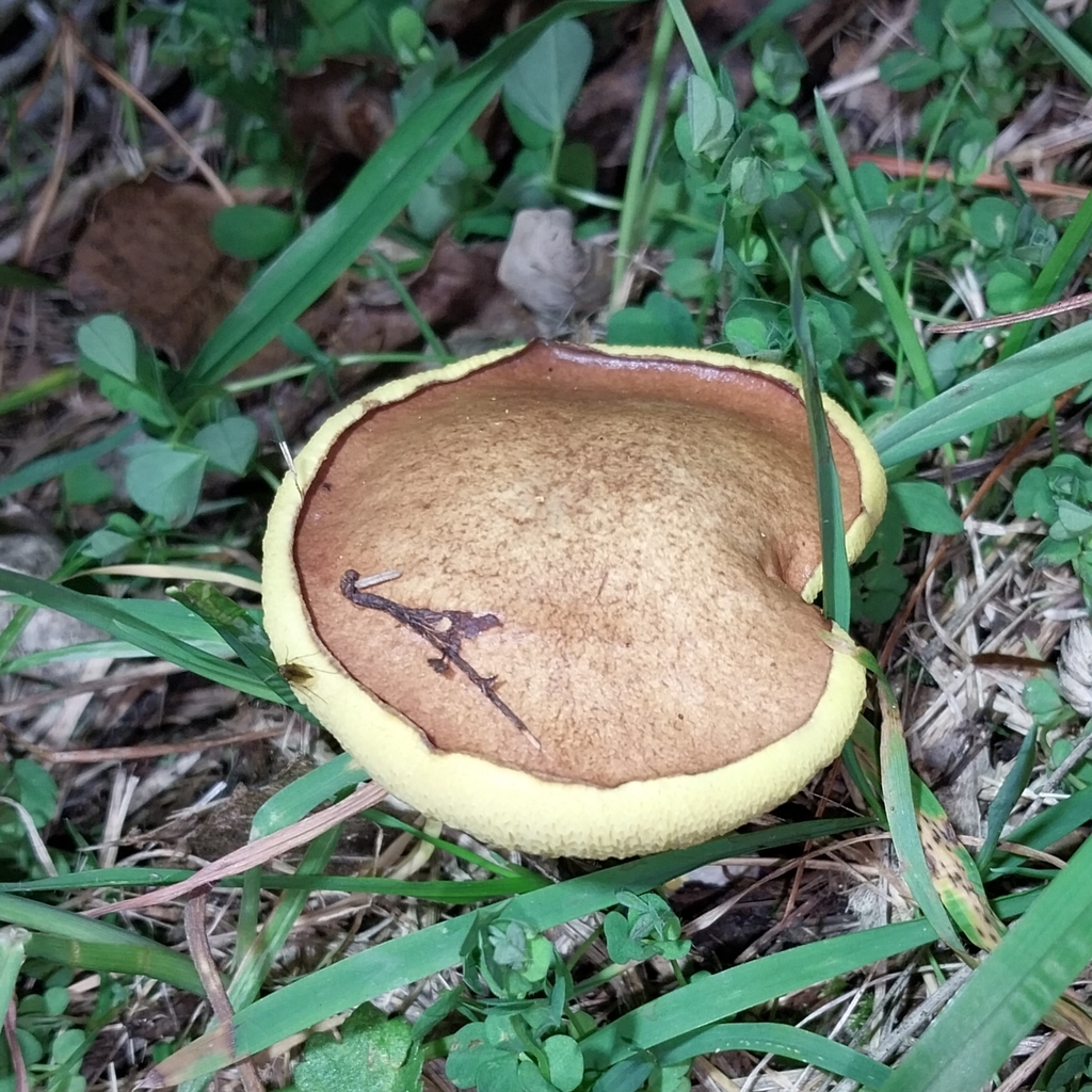 Suillus granulatus · January 2026 · photo: © kiwialli (iNaturalist, cc-by)