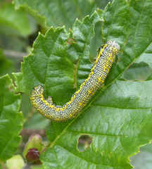 Lycia alpina