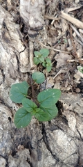 Pycnanthemum albescens