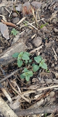 Pycnanthemum albescens
