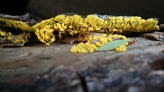 Mycetozoa