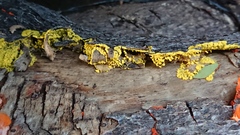 Mycetozoa