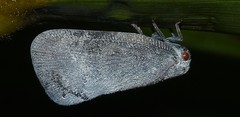 Metcalfa