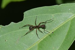 Dolichoderus attelaboides