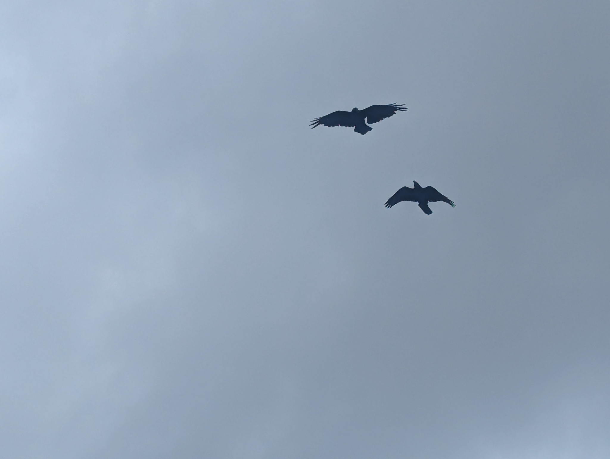 White-necked Raven (Corvus albicollis), photo 4