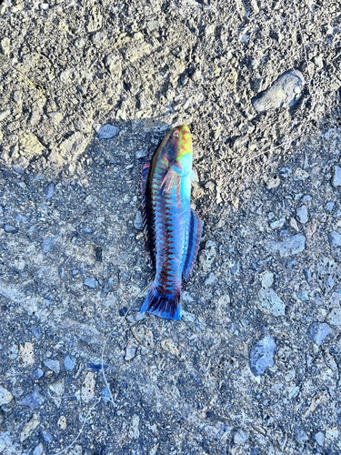 Cupid wrasse (Thalassoma cupido) — Labridae