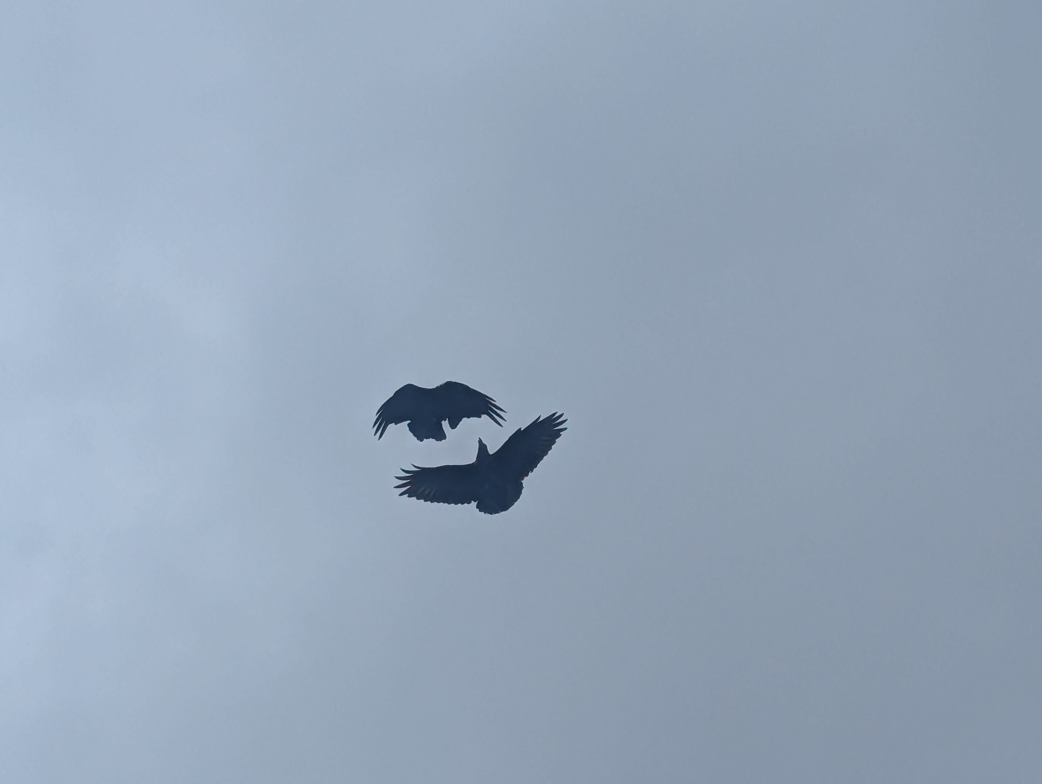 White-necked Raven (Corvus albicollis), photo 5