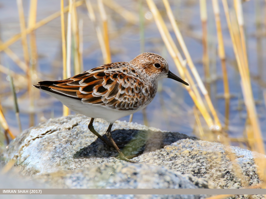 Foto de Little Stint