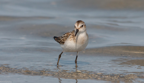 Little Stint
