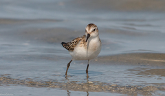 Little Stint photo 3