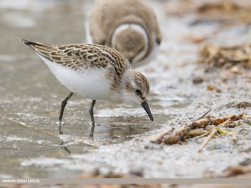 Little Stint