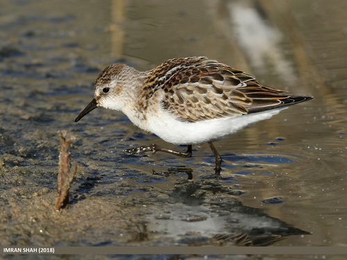 Little Stint