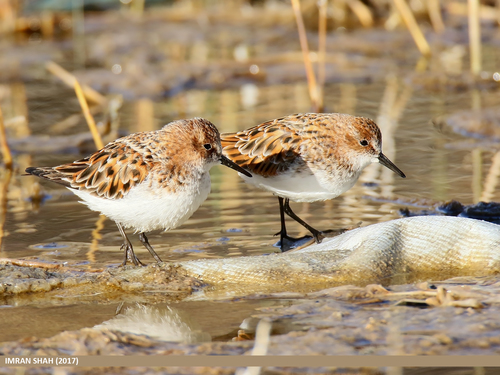 Little Stint