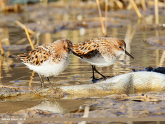 Little Stint photo 6