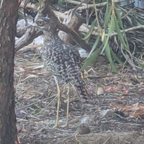 Spotted Thick-knee (Burhinus capensis), photo 5