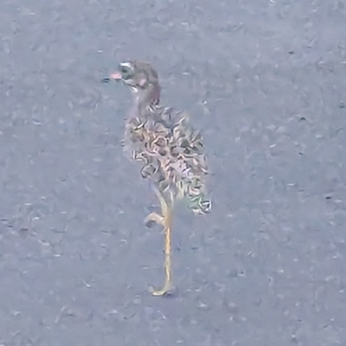 Spotted Thick-knee (Burhinus capensis), photo 6