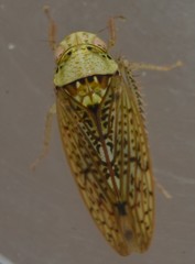 Ponana