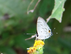 Sinthusa chandrana
